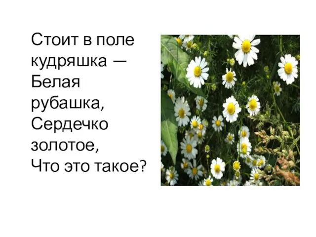 Стоит в поле кудряшка — Белая рубашка, Сердечко золотое, Что это такое?