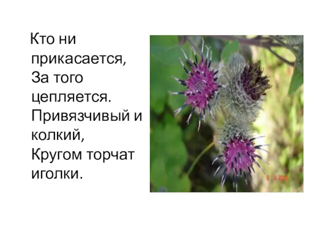 Кто ни прикасается, За того цепляется. Привязчивый и колкий, Кругом торчат иголки.