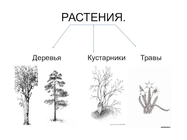 РАСТЕНИЯ. Деревья Кустарники Травы