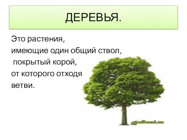 ДЕРЕВЬЯ. Это растения, имеющие один общий ствол, покрытый корой, от которого отходят ветви.