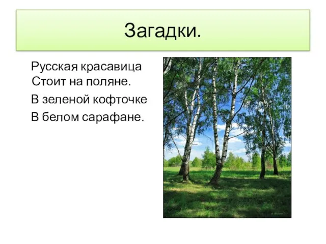 Загадки. Русская красавица Стоит на поляне. В зеленой кофточке В белом сарафане.