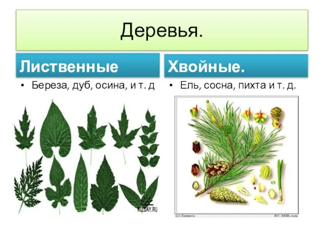 Деревья. Лиственные Береза, дуб, осина, и т. д Хвойные. Ель, сосна, пихта и т. д.