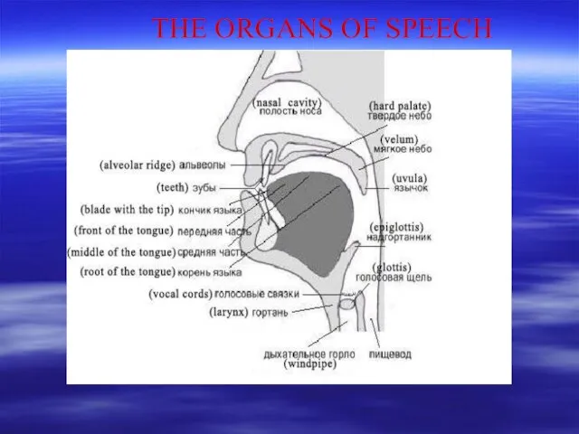 THE ORGANS OF SPEECH