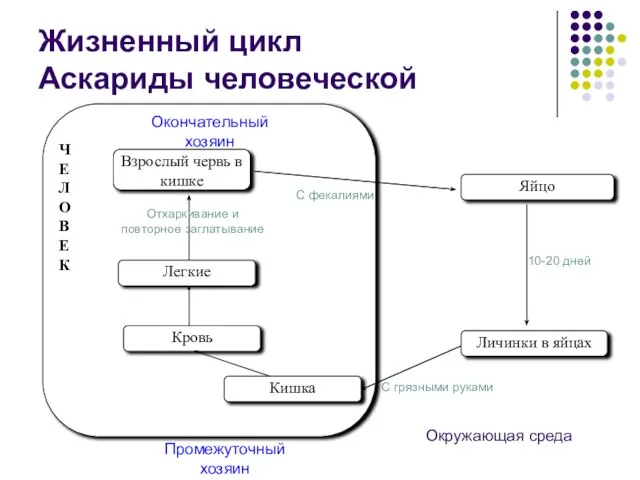 Ч Е Л О В Е К Яйцо Личинки в яйцах Промежуточный