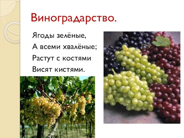 Виноградарство. Ягоды зелёные, А всеми хвалёные; Растут с костями Висят кистями.