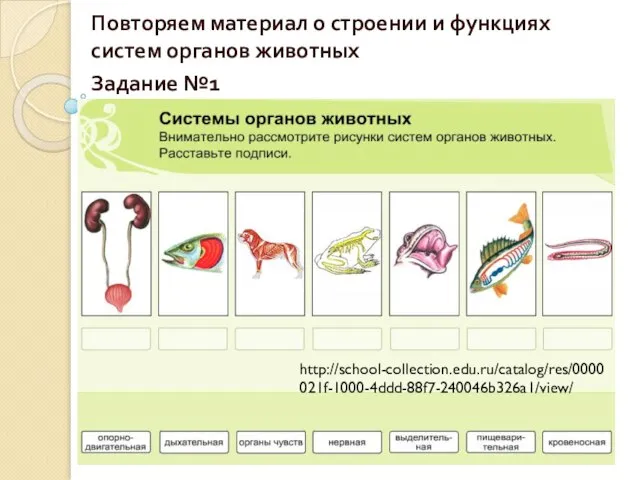 Повторяем материал о строении и функциях систем органов животных Задание №1 http://school-collection.edu.ru/catalog/res/0000021f-1000-4ddd-88f7-240046b326a1/view/