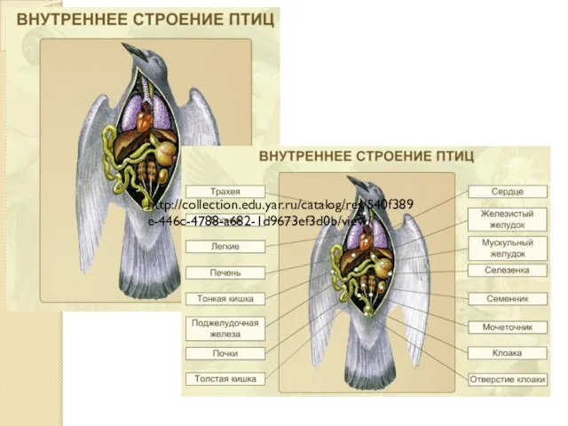 http://collection.edu.yar.ru/catalog/res/540f389e-446c-4788-a682-1d9673ef3d0b/view/