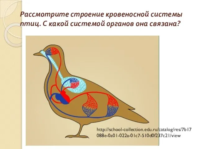 Рассмотрите строение кровеносной системы птиц. С какой системой органов она связана? http://school-collection.edu.ru/catalog/res/7b17088e-0a01-022a-01c7-510d0f237c21/view