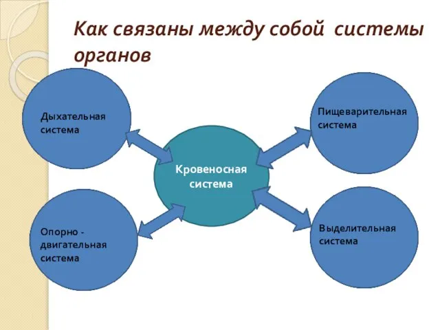 Как связаны между собой системы органов Кровеносная система Дыхательная система Пищеварительная система