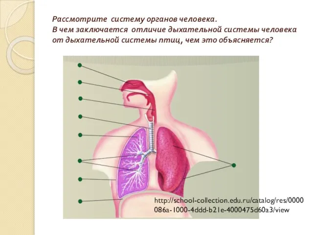 Рассмотрите систему органов человека. В чем заключается отличие дыхательной системы человека от