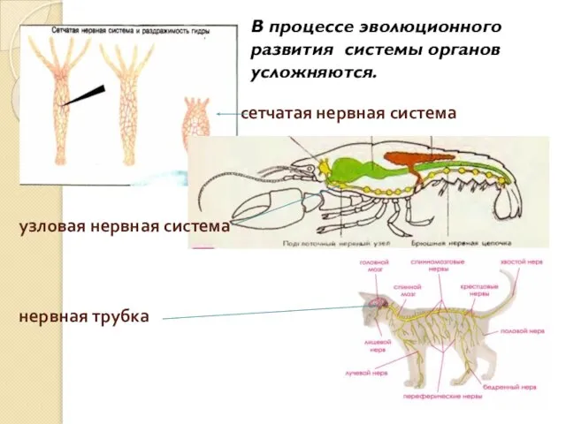 сетчатая нервная система узловая нервная система нервная трубка В процессе эволюционного развития системы органов усложняются.