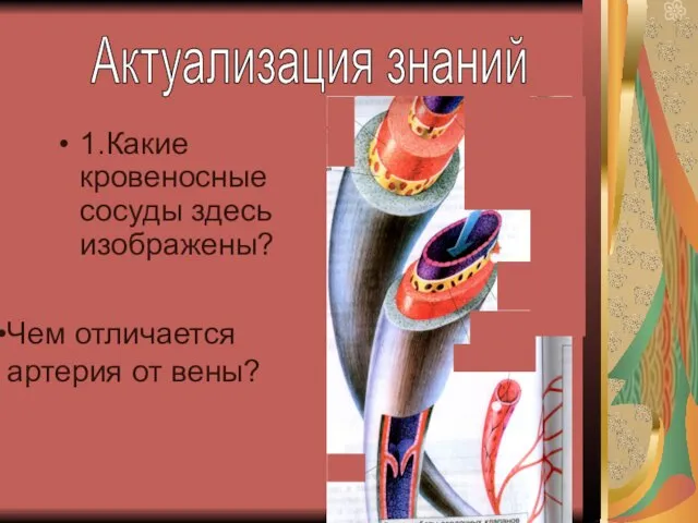 1.Какие кровеносные сосуды здесь изображены? Актуализация знаний Чем отличается артерия от вены?