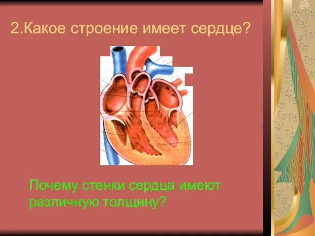 2.Какое строение имеет сердце? Почему стенки сердца имеют различную толщину?