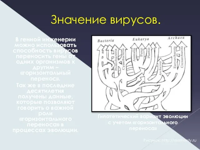 Значение вирусов. В генной инженерии можно использовать способность вирусов переносить гены от