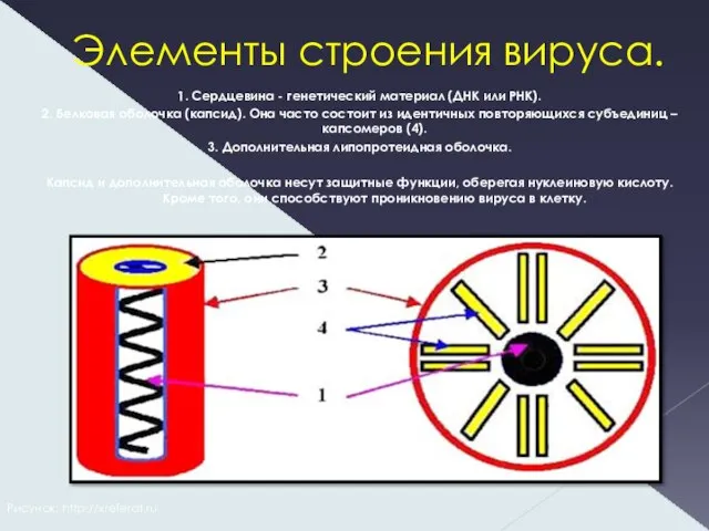 Элементы строения вируса. 1. Сердцевина - генетический материал (ДНК или РНК). 2.