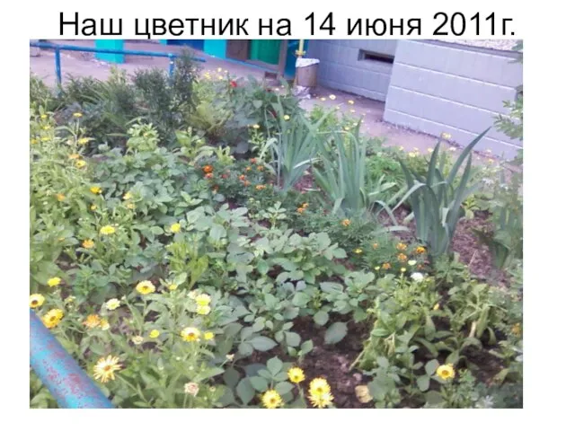 Наш цветник на 14 июня 2011г.