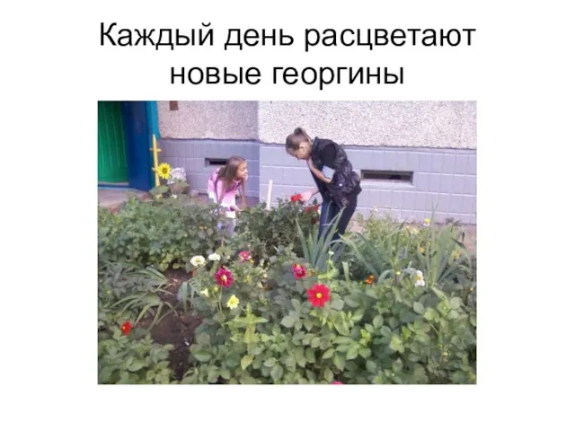 Каждый день расцветают новые георгины