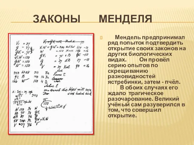 Законы Менделя Мендель предпринимал ряд попыток подтвердить открытие своих законов на других