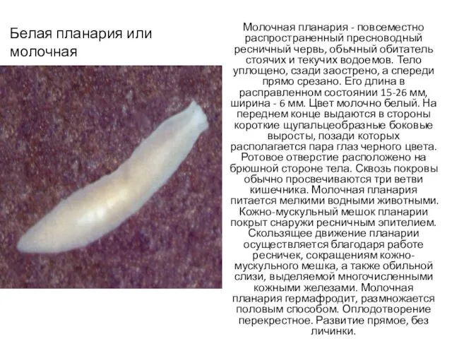 Белая планария или молочная Молочная планария - повсеместно распространенный пресноводный ресничный червь,