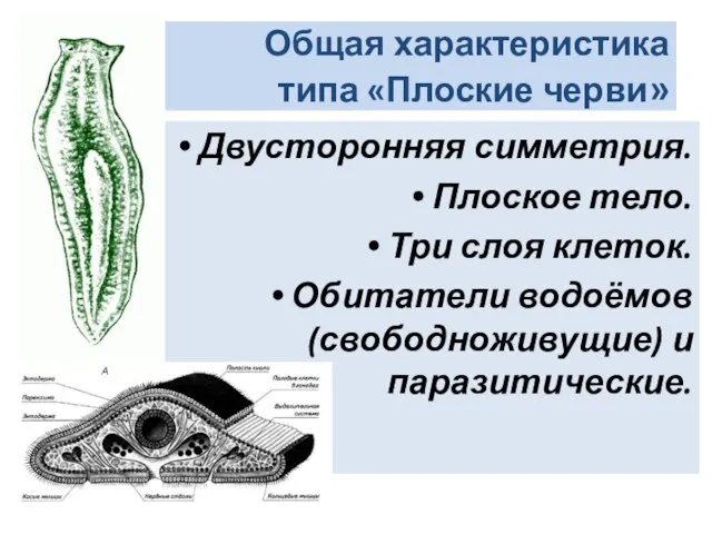 Общая характеристика типа «Плоские черви» Двусторонняя симметрия. Плоское тело. Три слоя клеток.