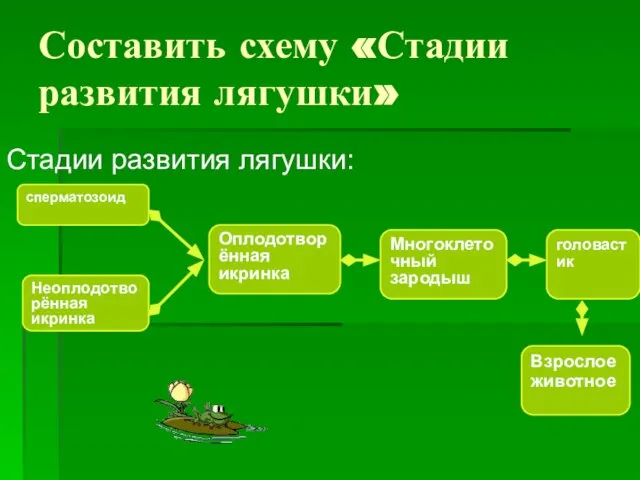 Составить схему «Стадии развития лягушки» Стадии развития лягушки: сперматозоид Неоплодотворённая икринка Оплодотворённая