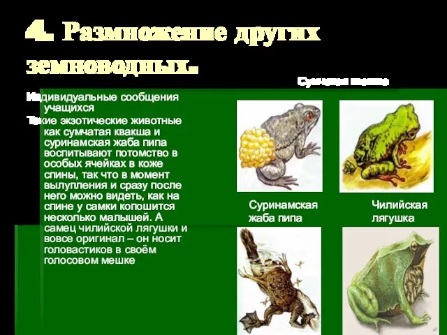 4. Размножение других земноводных. Индивидуальные сообщения учащихся Такие экзотические животные как сумчатая