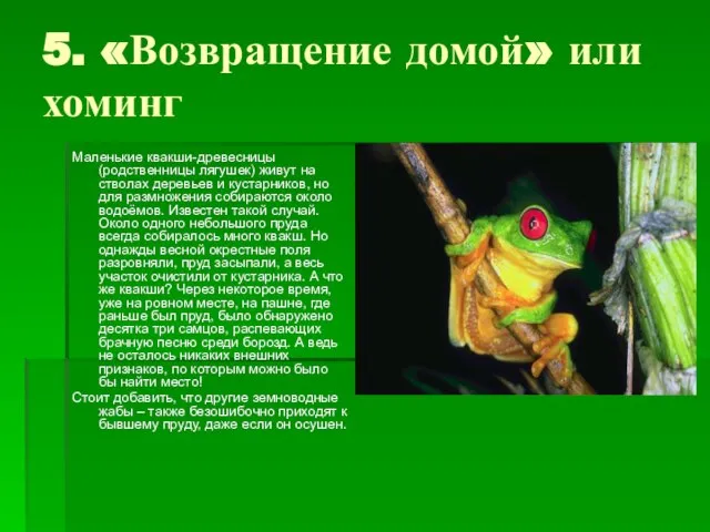 5. «Возвращение домой» или хоминг Маленькие квакши-древесницы (родственницы лягушек) живут на стволах