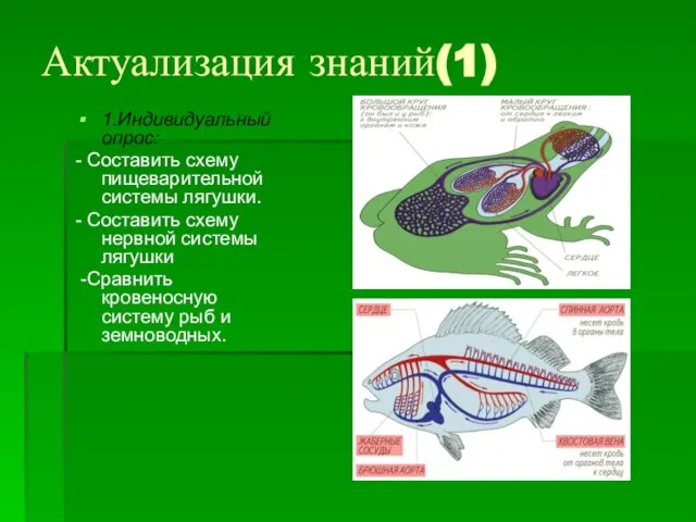 Актуализация знаний(1) 1.Индивидуальный опрос: - Составить схему пищеварительной системы лягушки. - Составить