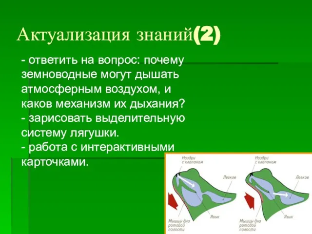 Актуализация знаний(2) - ответить на вопрос: почему земноводные могут дышать атмосферным воздухом,