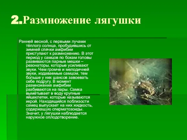 2.Размножение лягушки Ранней весной, с первыми лучами тёплого солнца, пробудившись от зимней