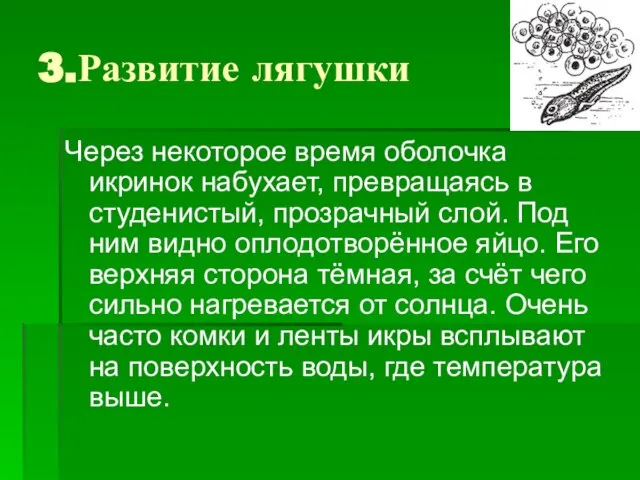 3.Развитие лягушки Через некоторое время оболочка икринок набухает, превращаясь в студенистый, прозрачный