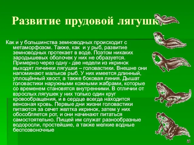 Развитие прудовой лягушки Как и у большинства земноводных происходит с метаморфозом. Также,