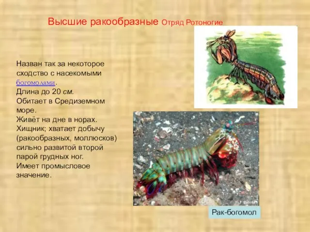 Рак-богомол Высшие ракообразные Отряд Ротоногие Назван так за некоторое сходство с насекомыми