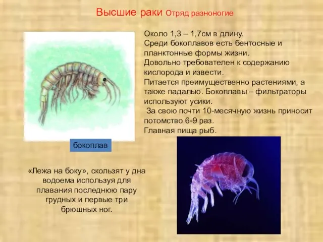 бокоплав Высшие раки Отряд разноногие Около 1,3 – 1,7см в длину. Среди