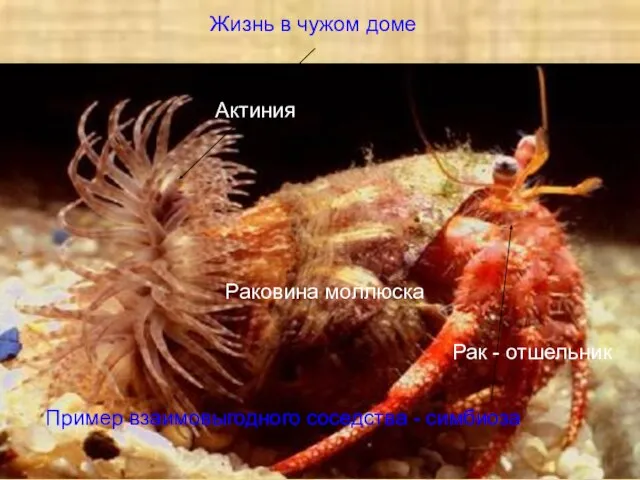 Актиния Рак - отшельник Раковина моллюска Жизнь в чужом доме Пример взаимовыгодного соседства - симбиоза