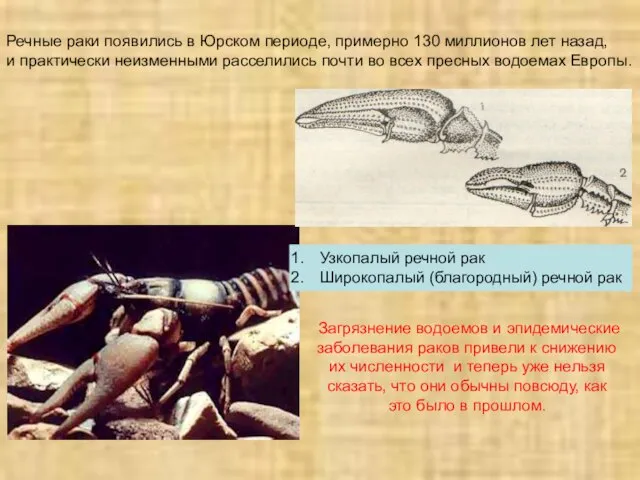 Речные раки появились в Юрском периоде, примерно 130 миллионов лет назад, и