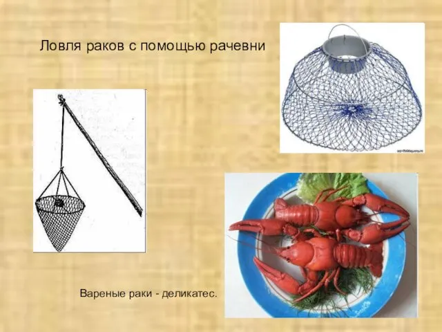 Ловля раков с помощью рачевни Вареные раки - деликатес.