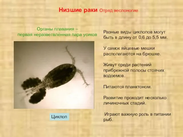 Низшие раки Отряд веслоногие Циклоп Органы плавания – первая неразветвлённая пара усиков