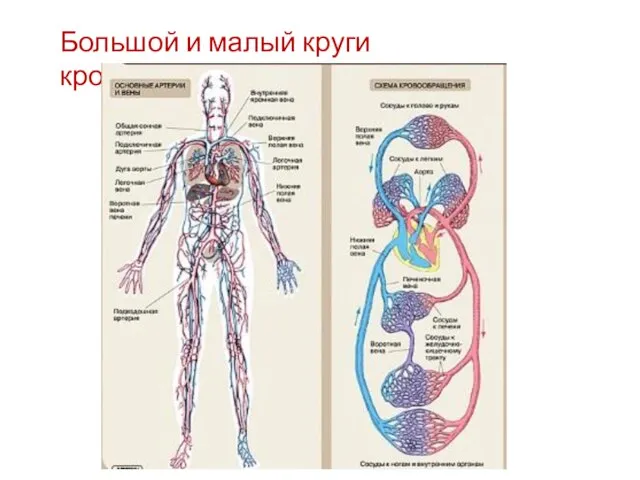 Большой и малый круги кровообращения