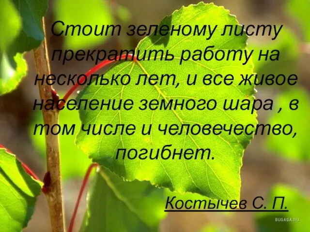 Стоит зеленому листу прекратить работу на несколько лет, и все живое население