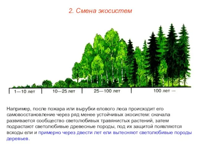 2. Смена экосистем Например, после пожара или вырубки елового леса происходит его