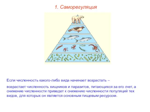 1. Саморегуляция Если численность какого-либо вида начинает возрастать – возрастает численность хищников