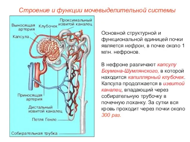 Основной структурной и функциональной единицей почки является нефрон, в почке около 1