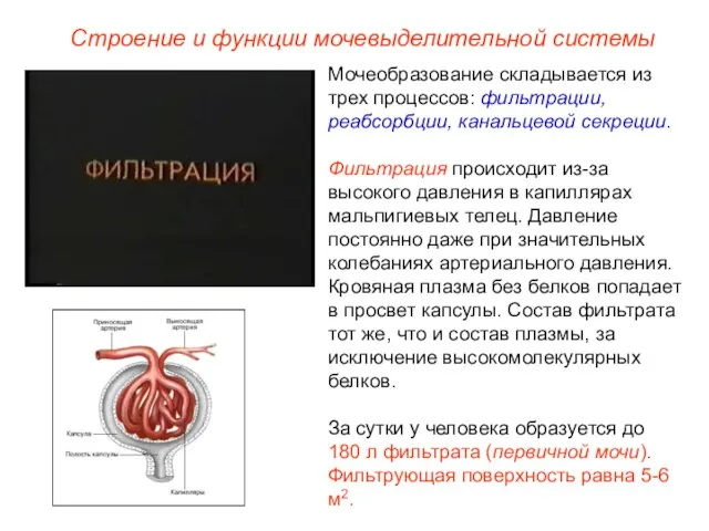 Мочеобразование складывается из трех процессов: фильтрации, реабсорбции, канальцевой секреции. Фильтрация происходит из-за