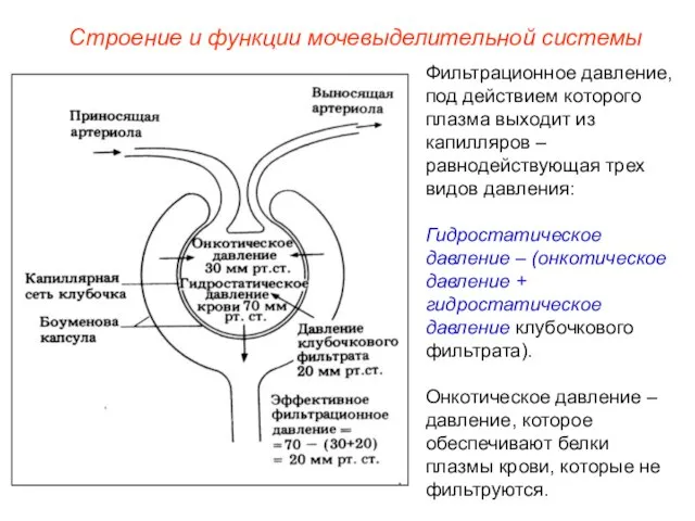 Фильтрационное давление, под действием которого плазма выходит из капилляров – равнодействующая трех