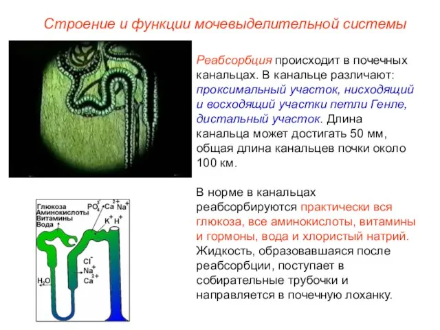 Реабсорбция происходит в почечных канальцах. В канальце различают: проксимальный участок, нисходящий и