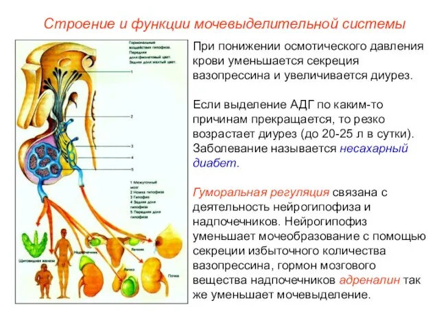 При понижении осмотического давления крови уменьшается секреция вазопрессина и увеличивается диурез. Если