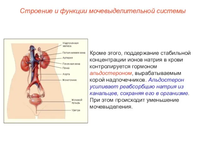 Кроме этого, поддержание стабильной концентрации ионов натрия в крови контролируется гормоном альдостероном,