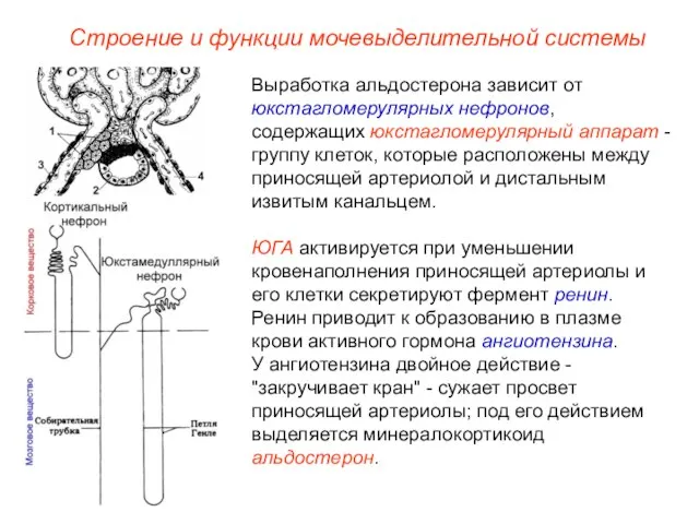 Строение и функции мочевыделительной системы Выработка альдостерона зависит от юкстагломерулярных нефронов, содержащих