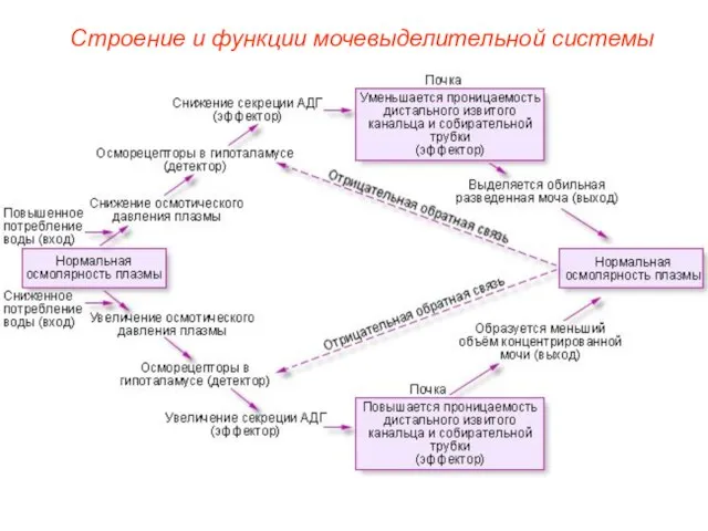 Строение и функции мочевыделительной системы